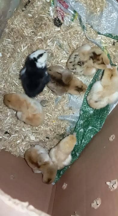 TOP QUALITY SHAMO CROSS 8 CHICKS FOR SALE IN LHR (03086707442)