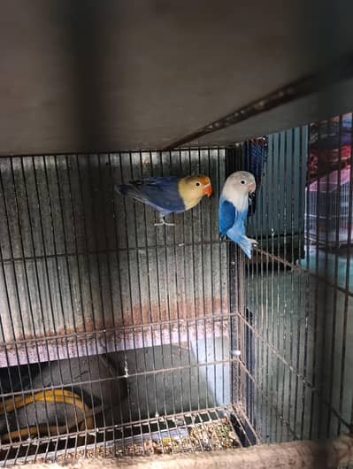 Love birds Breeding pair
