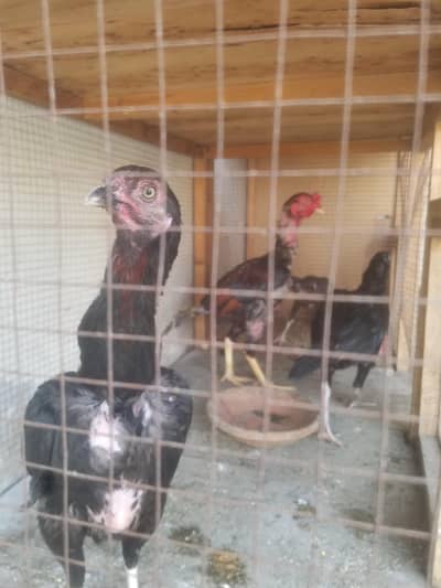 Aseel pair