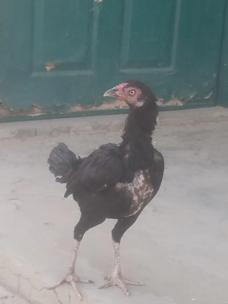 Aseel pair — photo 3