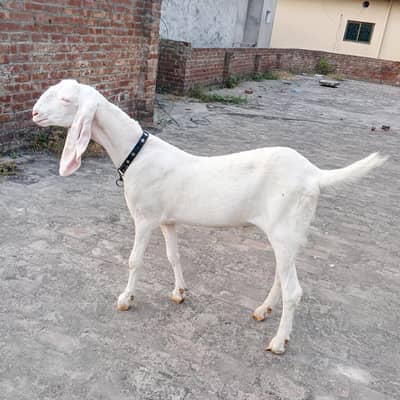 Rajan puri 03471411172