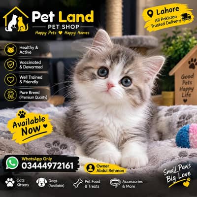 Cute Premium Quality Kitten Available | Pet Land Pakistan