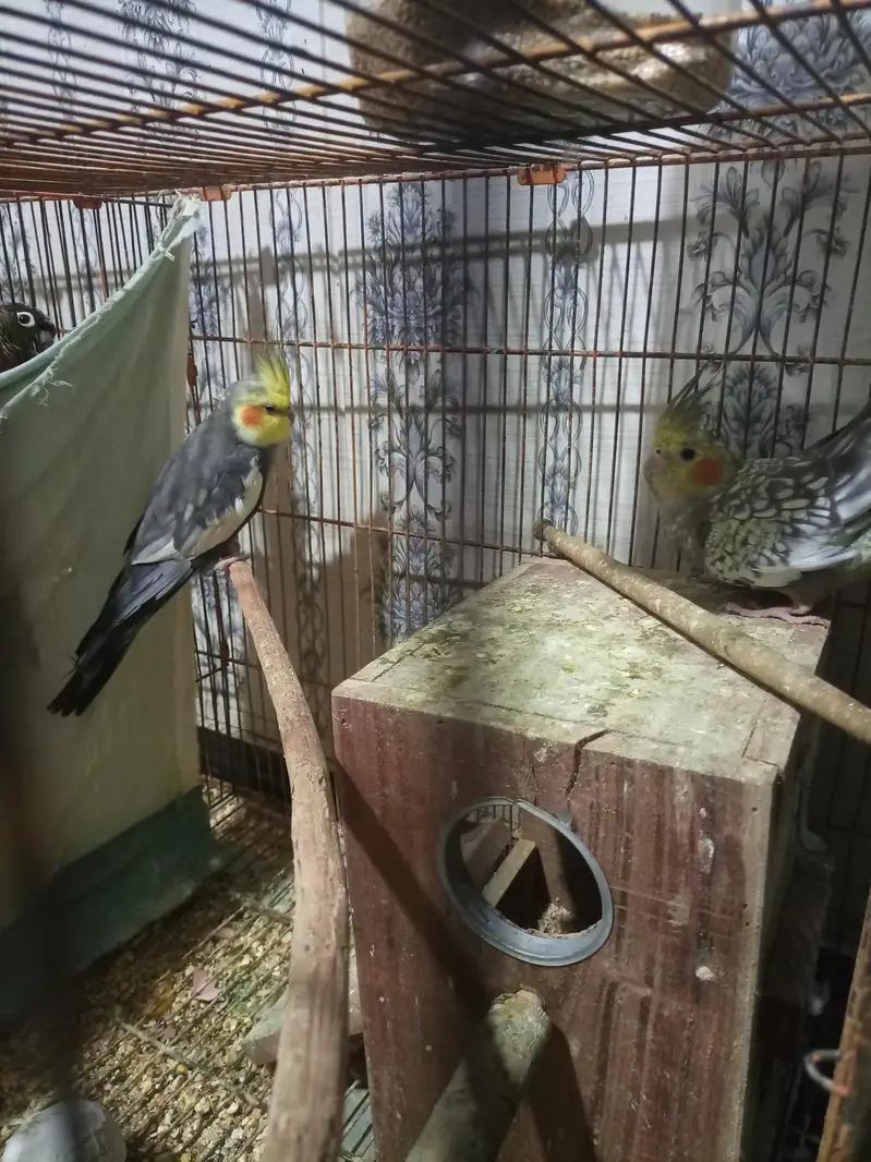 red pine apple conure and green chick conure cross pair — photo 10