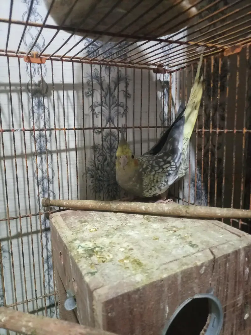 red pine apple conure and green chick conure cross pair — photo 11