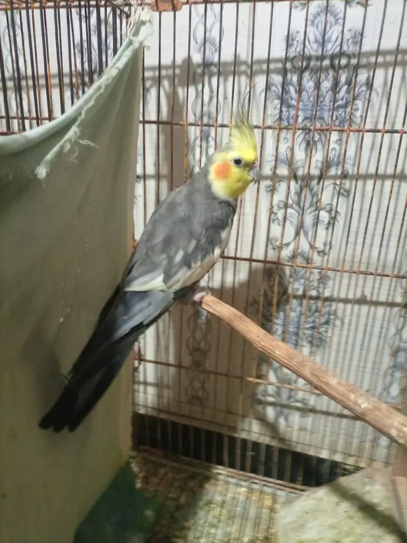 red pine apple conure and green chick conure cross pair — photo 12