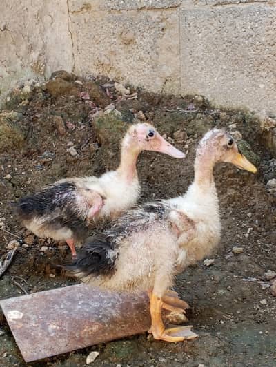 Duck pair for sale