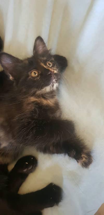 tortoiseshell cat breed