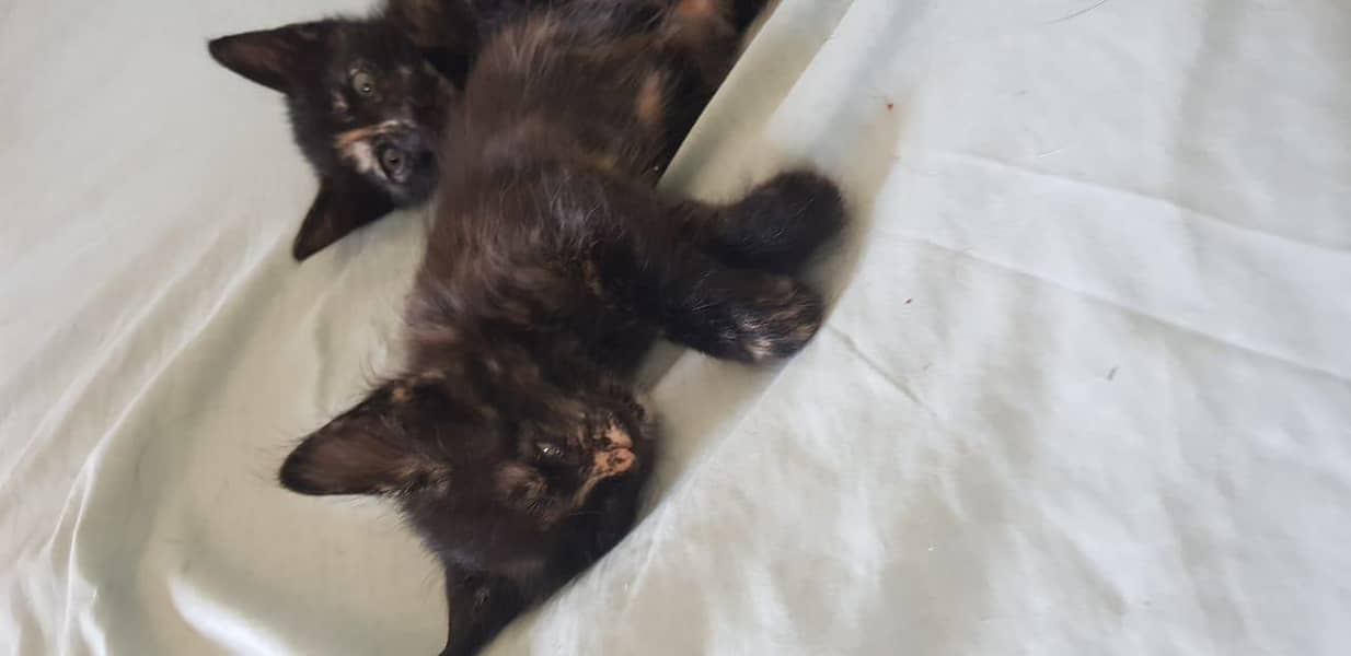 tortoiseshell cat breed 2