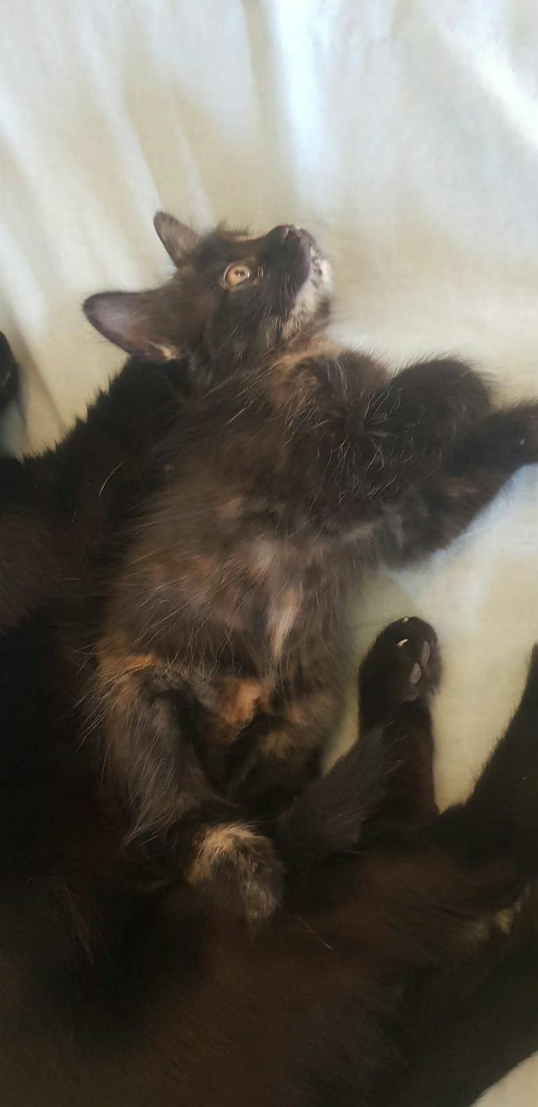 tortoiseshell cat breed 4