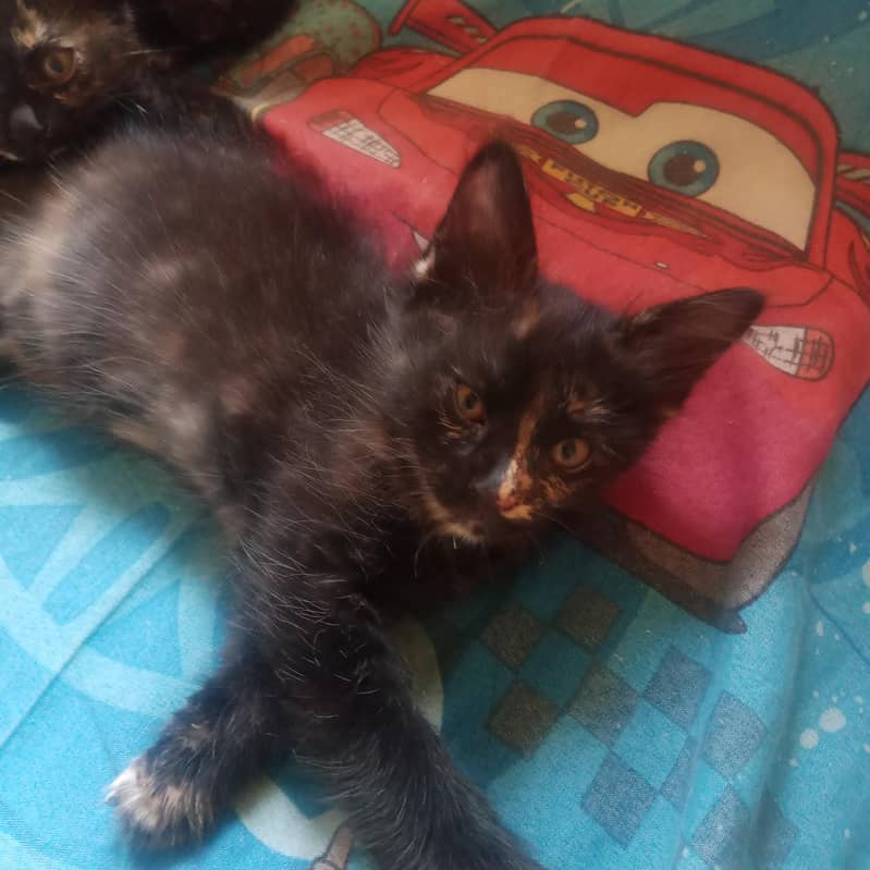 tortoiseshell cat breed 5