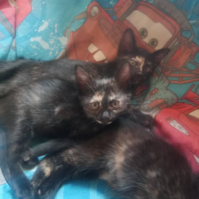 tortoiseshell cat breed 6