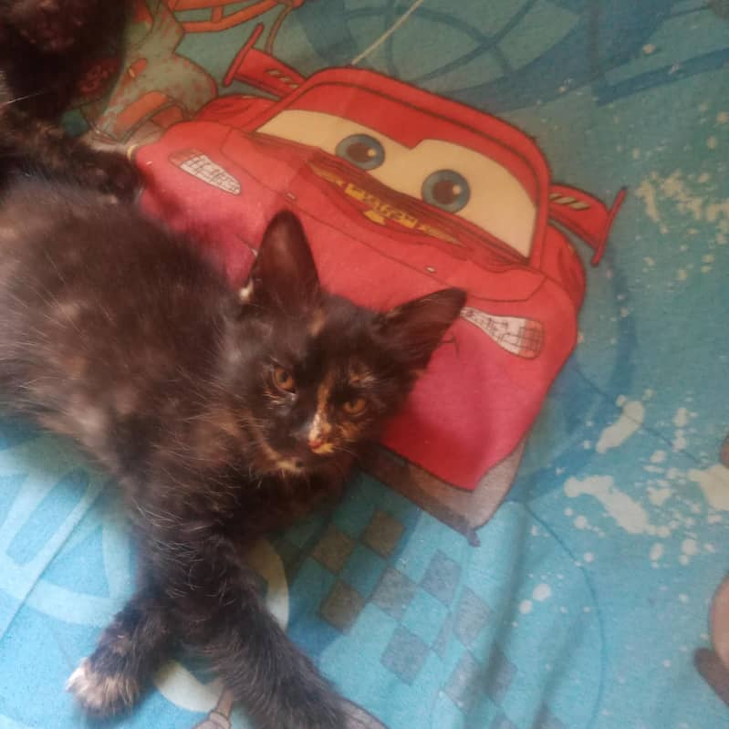 tortoiseshell cat breed 8