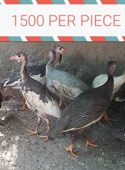 guneo fowl 7 month baby