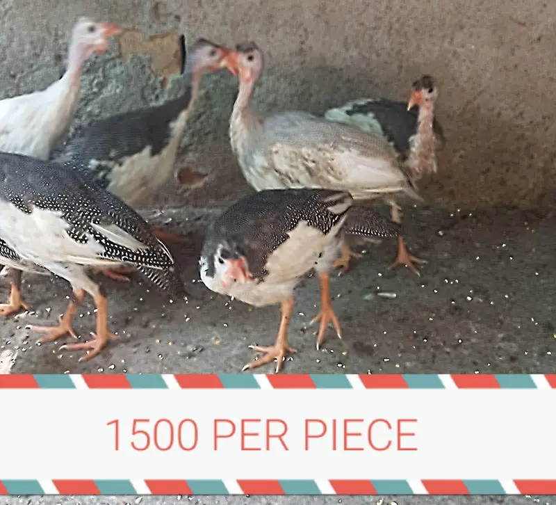 guneo fowl 7 month baby — photo 2
