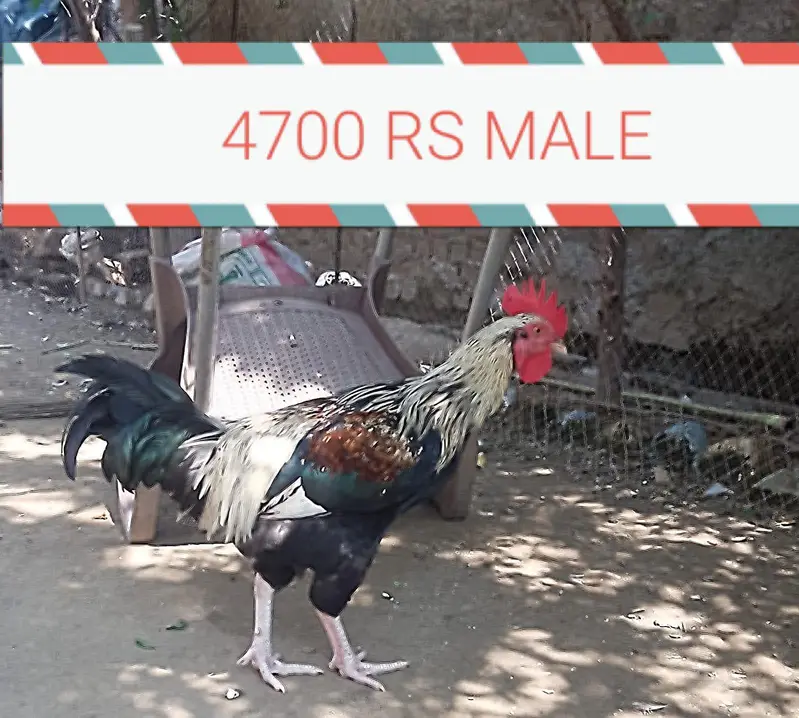 guneo fowl 7 month baby — photo 4