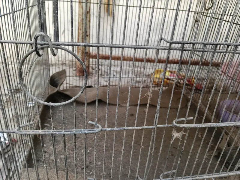pinjra (urgent sale) plz serious Byer contect — photo 3