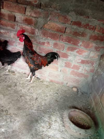pure dasi kurak wali female or male for sale ha