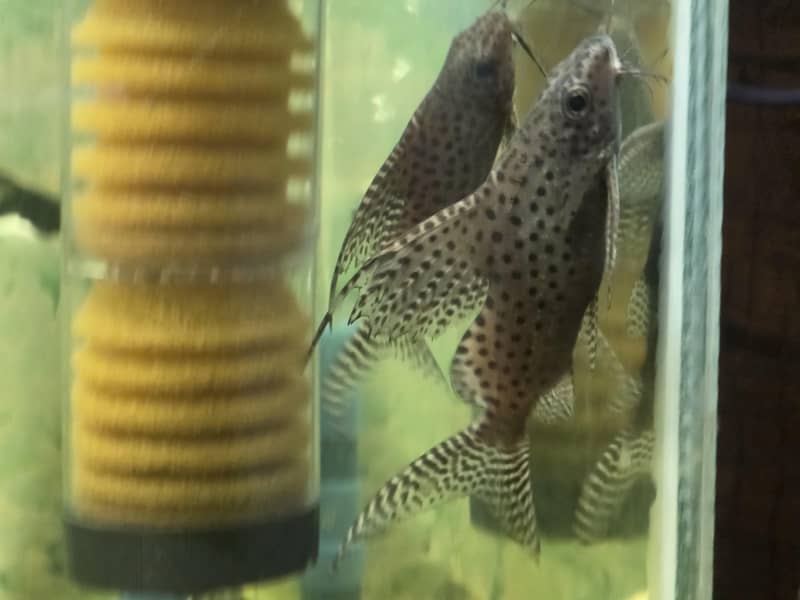 upside down catfish 0