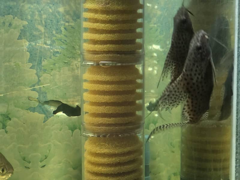 upside down catfish 1