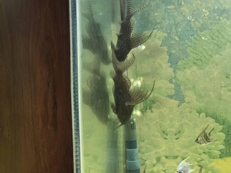 upside down catfish 2