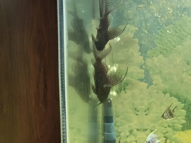 upside down catfish — photo 3