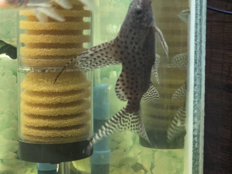 upside down catfish 3