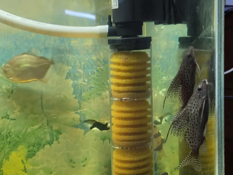 upside down catfish — photo 5