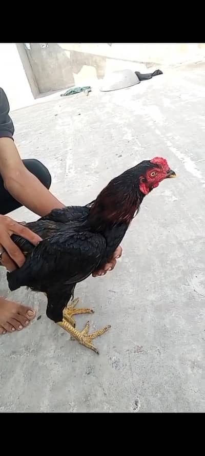 murga for sale