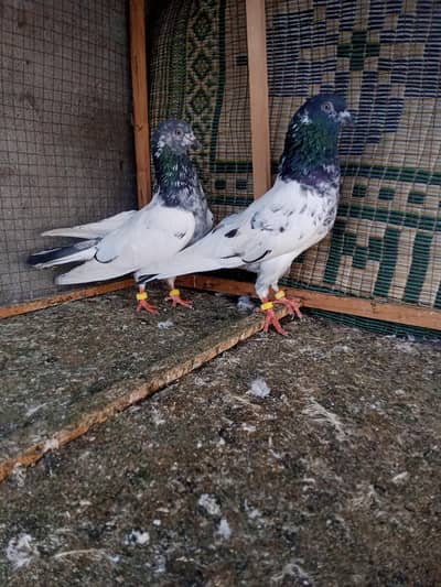 Quality 3 Breeder pairs Avalibile for sale