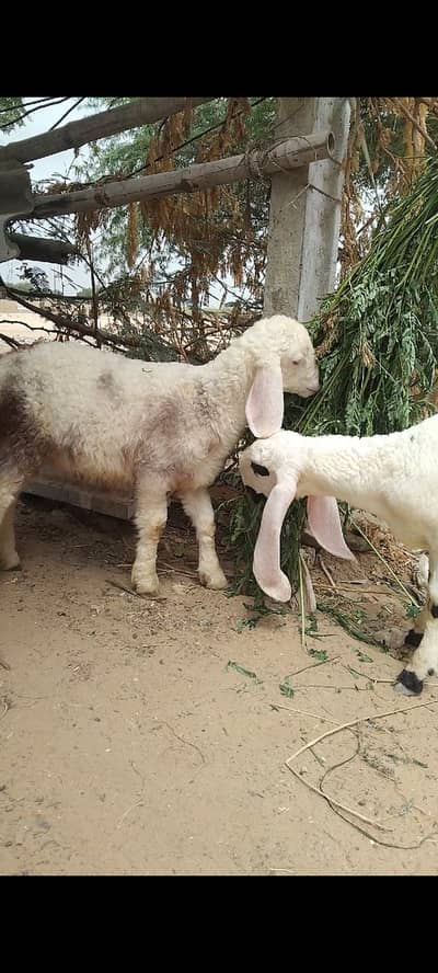 sheep | Chtra | Bkra | Sheep Kids | Female sheep Kids For Sale
