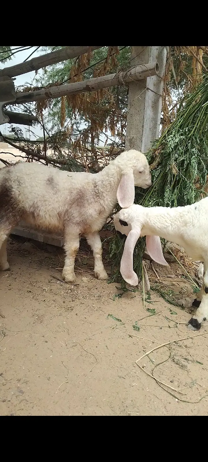 sheep | Chtra | Bkra | Sheep Kids | Female sheep Kids For Sale