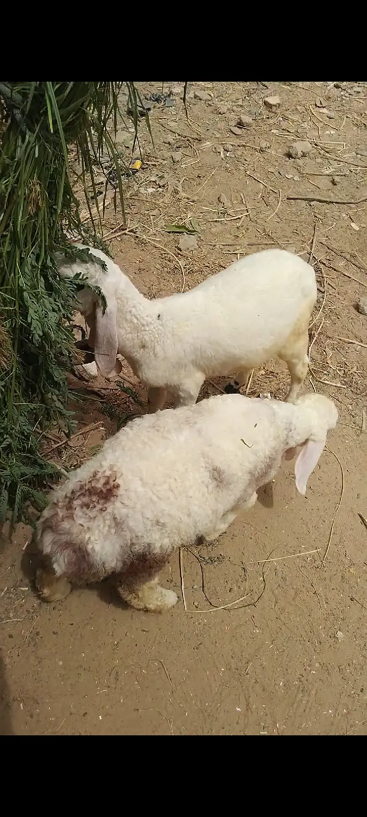 sheep | Chtra | Bkra | Sheep Kids | Female sheep Kids For Sale — photo 2
