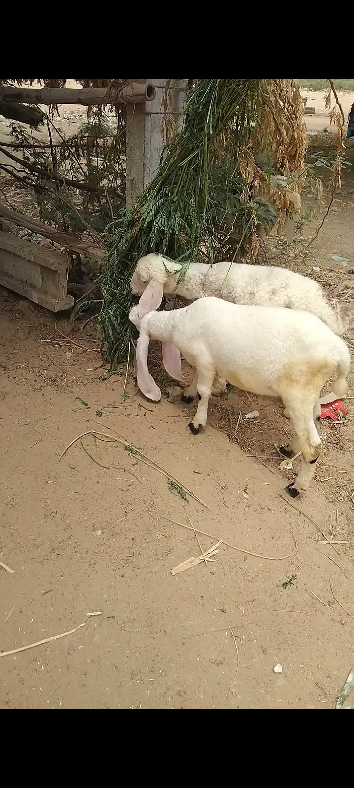 sheep | Chtra | Bkra | Sheep Kids | Female sheep Kids For Sale — photo 3