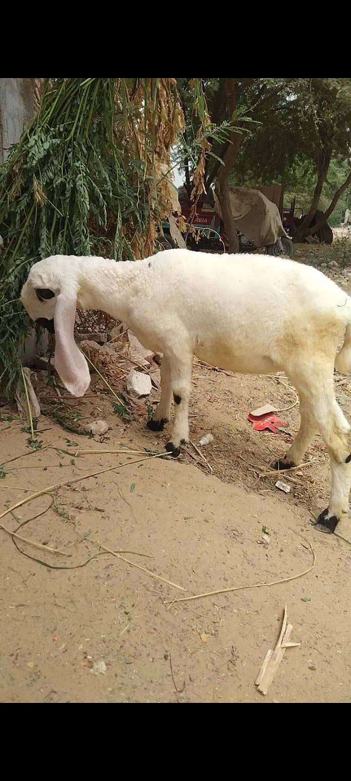 sheep | Chtra | Bkra | Sheep Kids | Female sheep Kids For Sale — photo 4