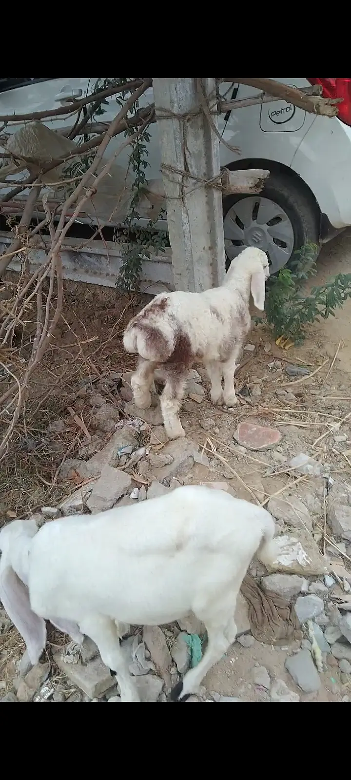sheep | Chtra | Bkra | Sheep Kids | Female sheep Kids For Sale — photo 5