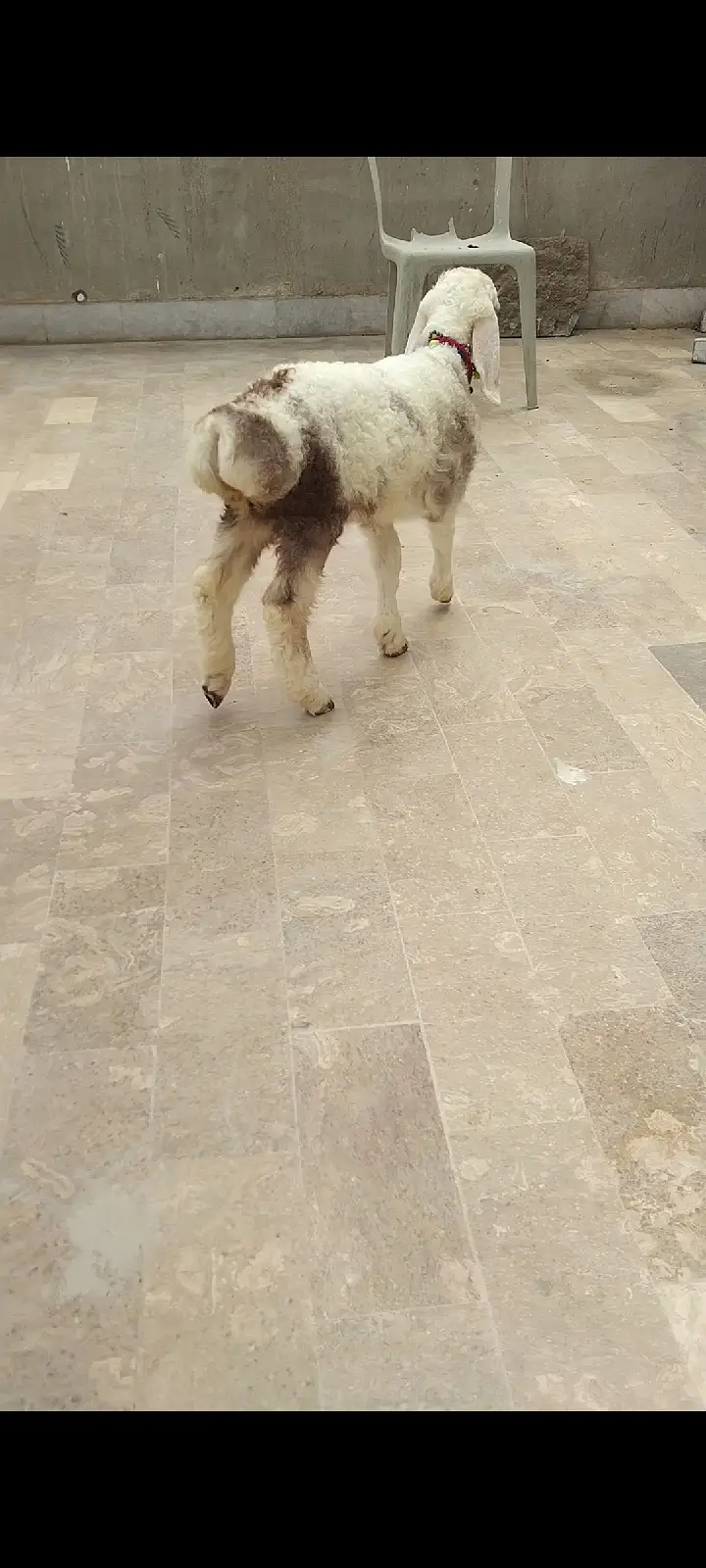 sheep | Chtra | Bkra | Sheep Kids | Female sheep Kids For Sale — photo 6