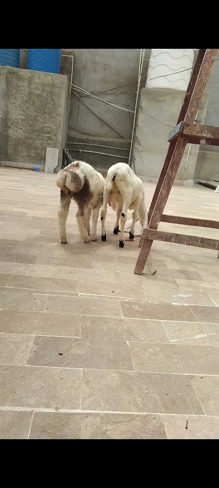 sheep | Chtra | Bkra | Sheep Kids | Female sheep Kids For Sale — photo 7