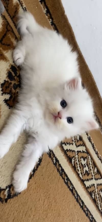 Persian Top quality kitten for sale |Fluffy | Triple coated |
