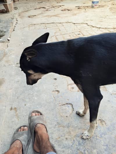 dog for sale