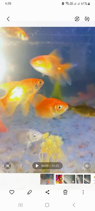 fish and aquarium for sale