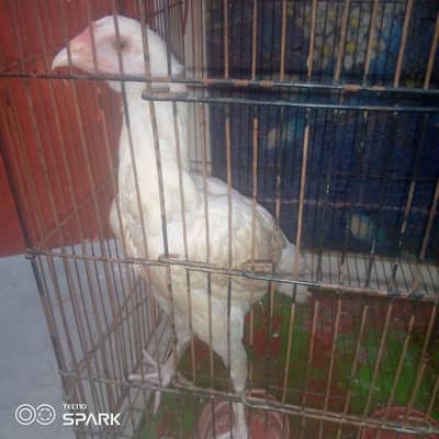 3 white heera female