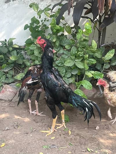 shamo pair