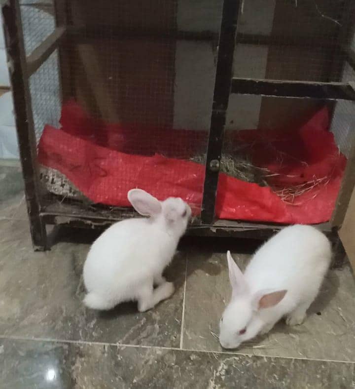 rabbit 2 0