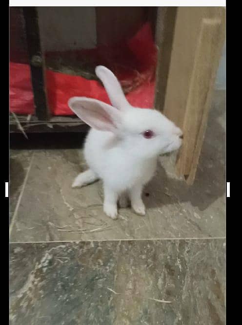 rabbit 2 1