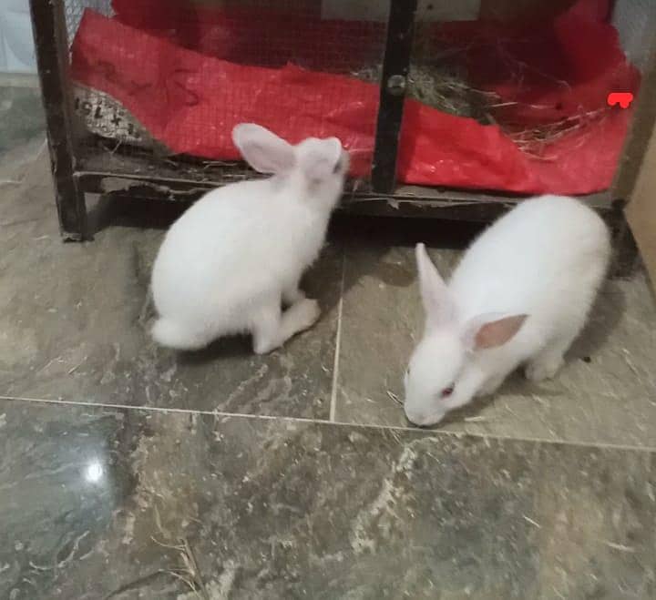 rabbit 2 2