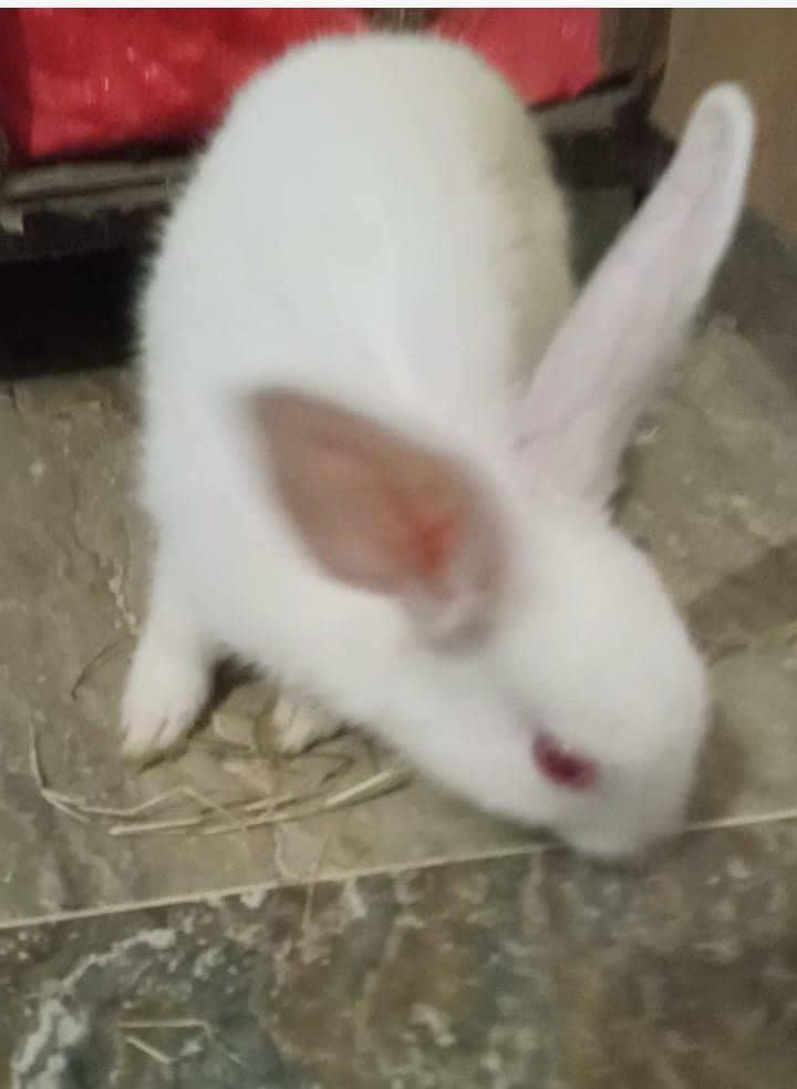 rabbit 2 3