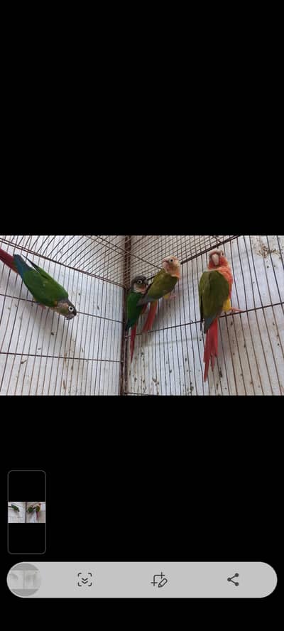 Healthy & Active Parrots for Sale