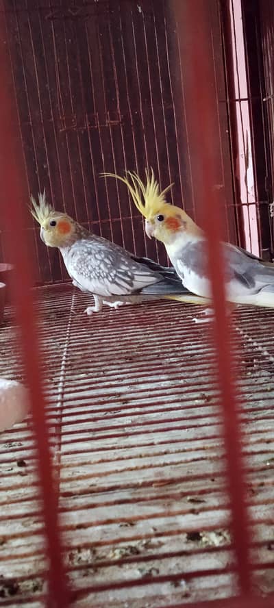 cocktail piar for sell