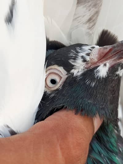 rampuri breeder male for sale