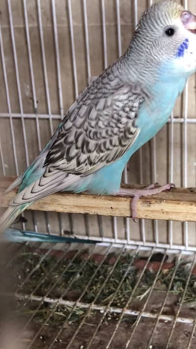 Budgie available